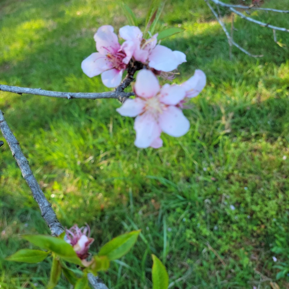 Meet your Posher, Pam